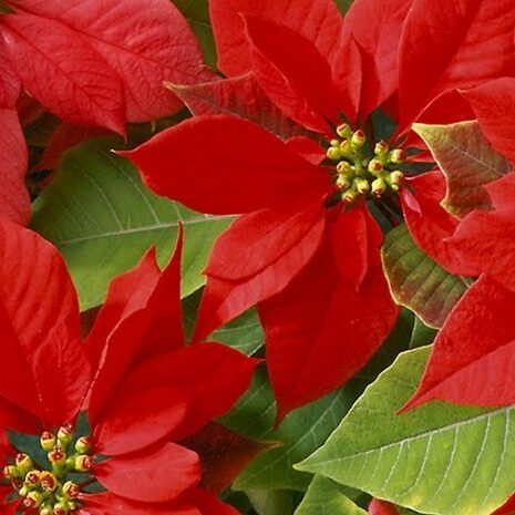 flores-de-pascua-decoracion-navidad-zaragoza flores-de-pascua-decoracion-navidad-zaragoza