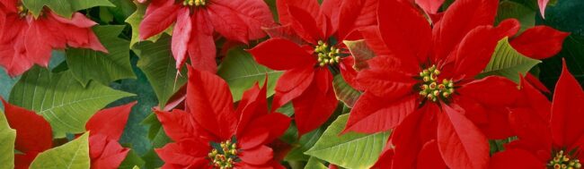 flores-de-pascua-decoracion-navidad-zaragoza