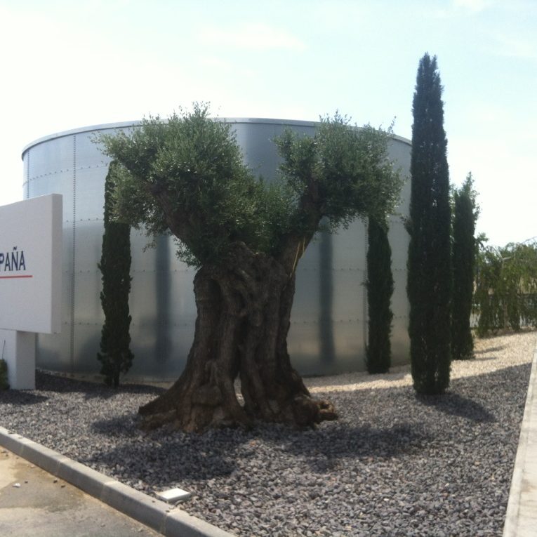 Decoración de jardín con olivos y cipreses