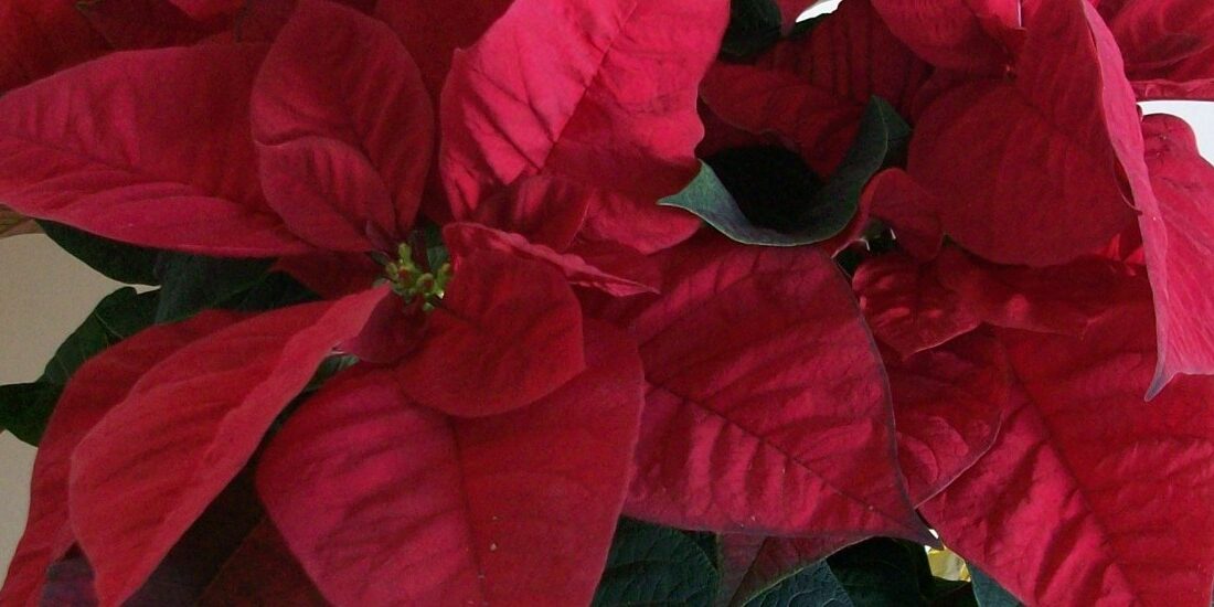 Como cuidar tu flor de pascua (poisenttia) Como cuidar tu flor de pascua (poisenttia)