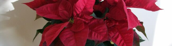 Como cuidar tu flor de pascua (poisenttia)