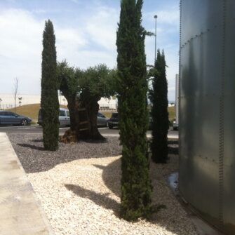 OLIVOS y CIPRESES en de Zaragoza OLIVOS y CIPRESES en de Zaragoza