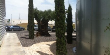 OLIVOS y CIPRESES en de Zaragoza