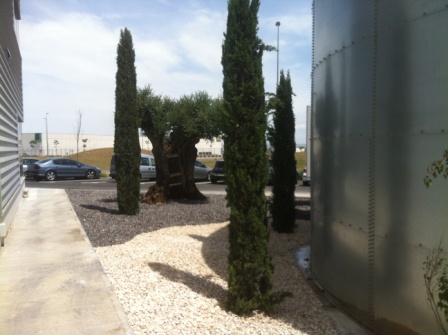 OLIVOS y CIPRESES en de Zaragoza