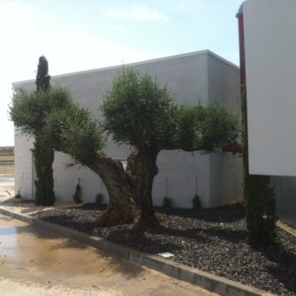 VENTA DE OLIVOS GRANDES