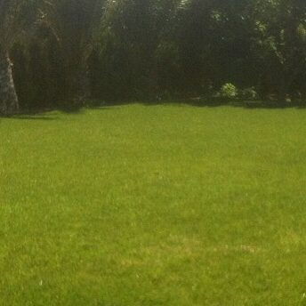 El escarificado del césped El escarificado del césped