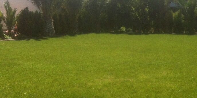 El escarificado del césped