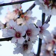 SOLER Y ROMERO JARDINERIA PRIMAVERA