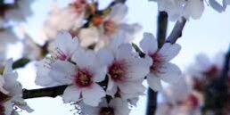 SOLER Y ROMERO JARDINERIA PRIMAVERA