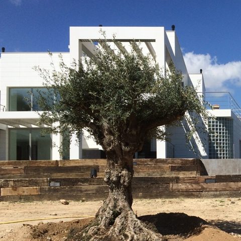 VENTA DE OLIVOS EN ZARAGOZA