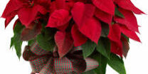 poinsettia Flor de Pascua