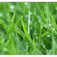 Cesped Sano Cesped Sano