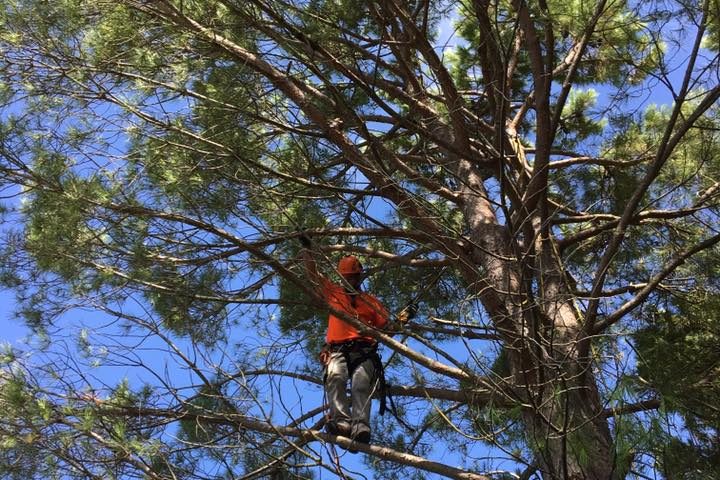 LIMPIEZA DE DOS PINOS EN ZARAGOZA- Soler y Romero Jardineria