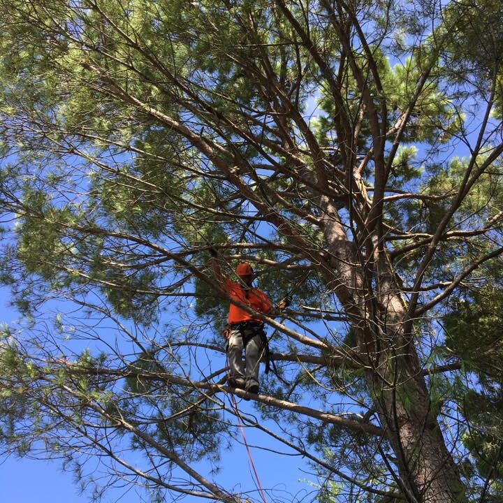 En ocasiones su jardín necesita un repaso de poda y limpieza, o en algún caso la tala de algún árbol peligroso. Podas y Talas en Zaragoza Realizamos todo tipo de podas y talas de, arbustos, árboles, setos cualquiera que sea su tamaño o especie, ya sea una poda de formación, eliminación de ramas peligrosas o podas de mantenimiento, así como podas en altura. También retiramos los restos vegetales a vertederos de reciclado específicos para dichos restos. Y disponemos de la herramienta mas avanzada en corte y triturado para un optimo rendimiento. Trabajamos también talas y podas controladas de árboles para evitar daños que se pudieran ocasionar a viviendas, vallados, etc. Mas información sobre talas y podas de arboles y arboles peligrosos en nuestro blog de Soler y Romero Jardinería y en nuestra sección de Trabajos realizados. Somos una empresa certificada y acreditada en técnicas de poda en altura ,mediante sistemas de trepa ,seguridad en ascenso ,progresión y posicionamiento con cuerdas sobre ramas, usos de aparatos y útiles de seguridad homologados para trabajos en altura. Formados en mecánica del árbol, técnicas de corte, cordaje, direccionamiento y caída controlada de ramas; intervención en rescate aéreo botánica, criterios de poda, análisis de factores de riesgo, señalización, protección del entorno y normativa vigente sobre seguridad de trabajos en altura. Disponemos de seguros especiales de responsabilidad civil (RC), especiales para poda y tala en altura. Y certificados actualizados de las revisiones del material de trabajo (EPI)