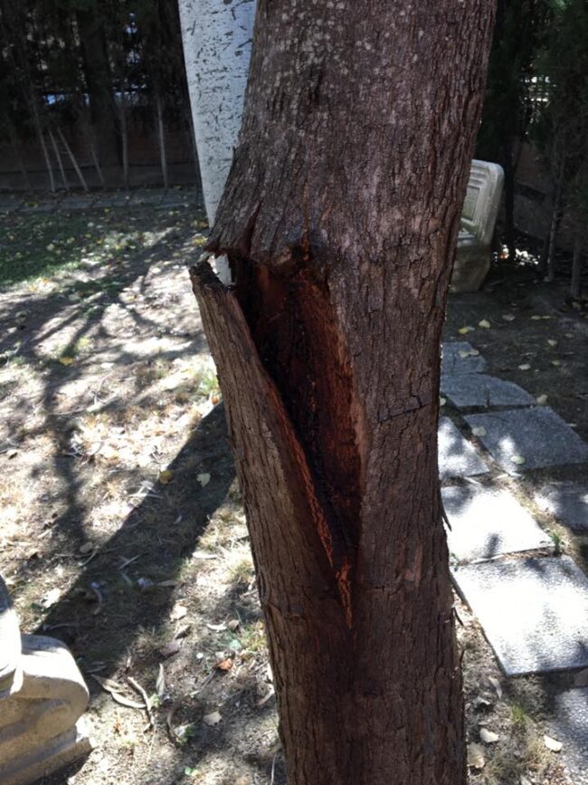 Tala de varios árboles de porte pequeño con problemas diferentes.