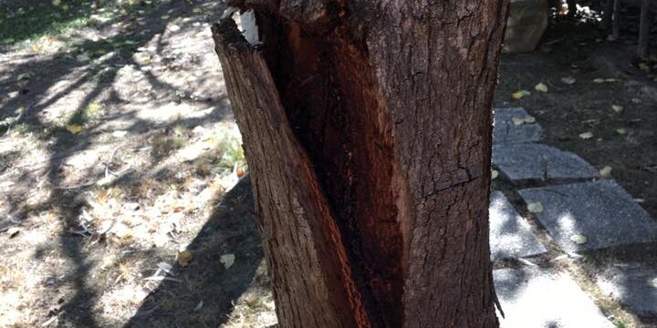 Tala de varios árboles de porte pequeño con problemas diferentes.