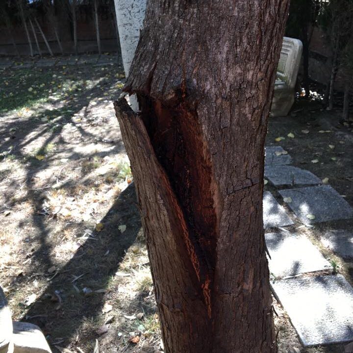 Tala de varios árboles de porte pequeño con problemas diferentes. Tala de varios árboles de porte pequeño con problemas diferentes.