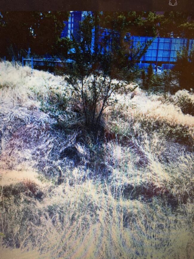 Trabajos de desbroce y limpieza en el centro de Zaragoza