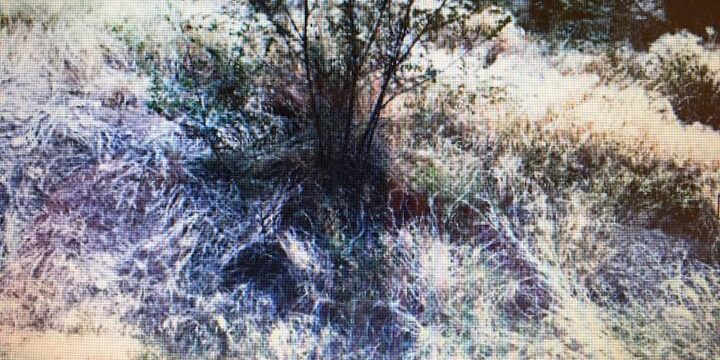 Trabajos de desbroce y limpieza en el centro de Zaragoza