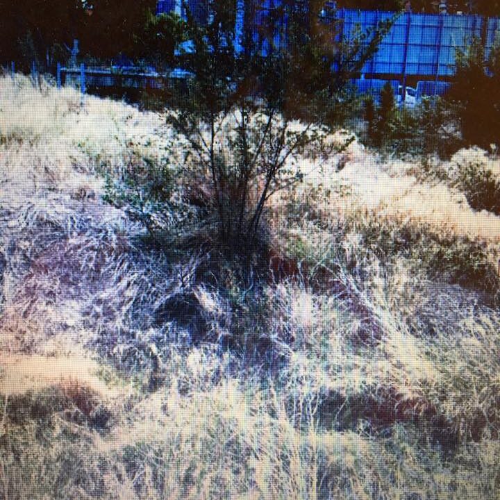 Trabajos de desbroce y limpieza en el centro de Zaragoza Trabajos de desbroce y limpieza en el centro de Zaragoza