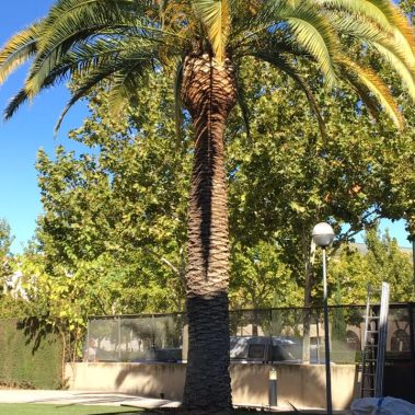 Poda y Limpieza de palmeras Phoenix Canariensis en Zaragoza