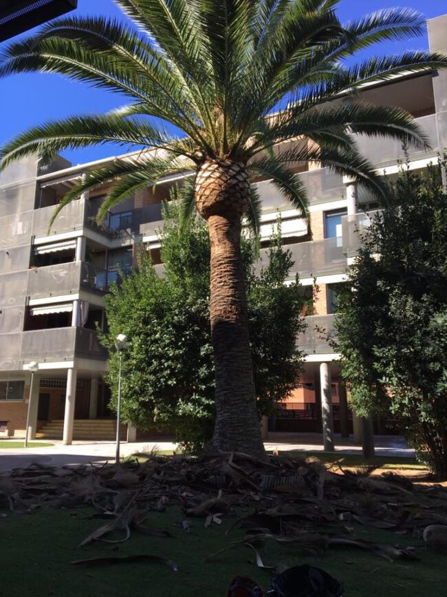 Poda y Limpieza de palmeras Phoenix Canariensis en Zaragoza