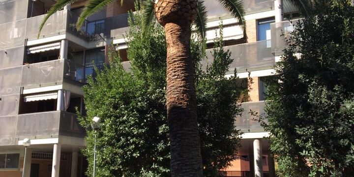 Poda y Limpieza de palmeras Phoenix Canariensis en Zaragoza