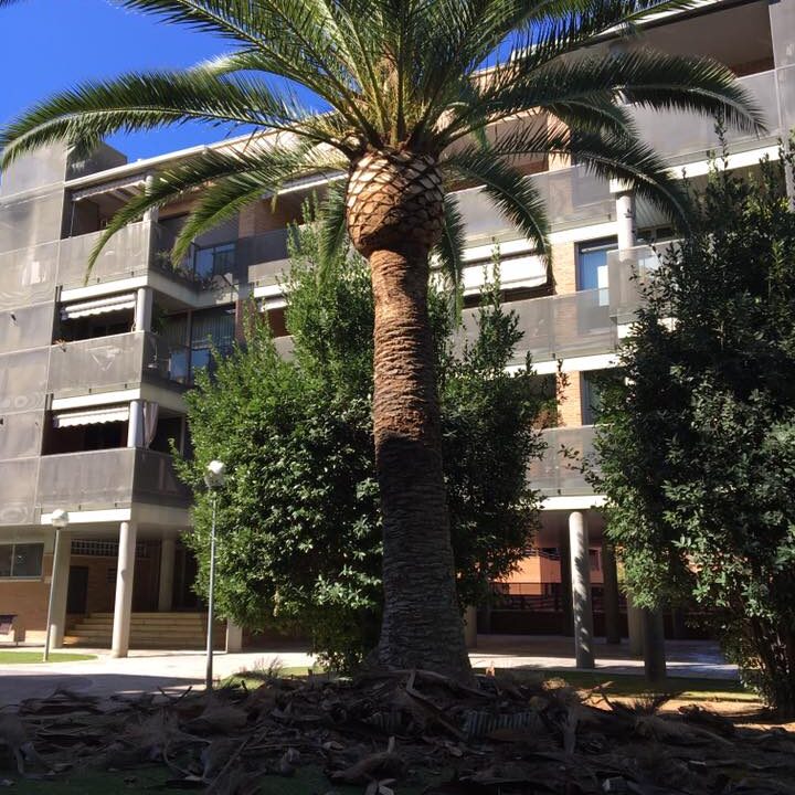 Poda y Limpieza de palmeras Phoenix Canariensis en Zaragoza Poda y Limpieza de palmeras Phoenix Canariensis en Zaragoza