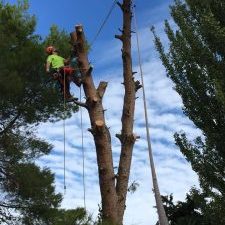 TALA DE PINO HALEPENSIS EN ZARAGOZA TALA DE PINO HALEPENSIS EN ZARAGOZA