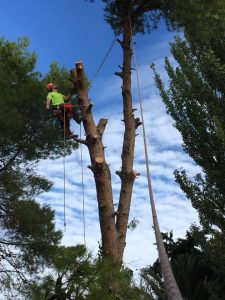 TALA DE PINO HALEPENSIS EN ZARAGOZA