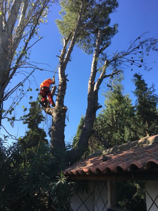 TALA ARBOLES PELIGROSOS ZARAGOZA