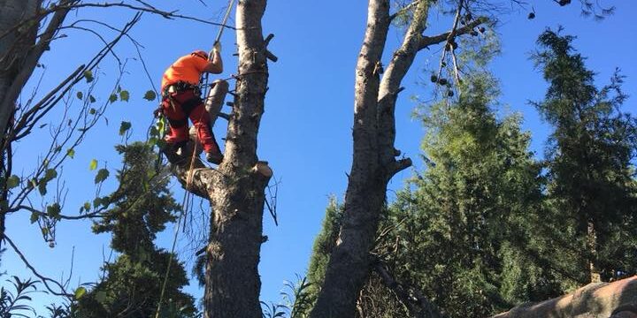 TALA ARBOLES PELIGROSOS ZARAGOZA