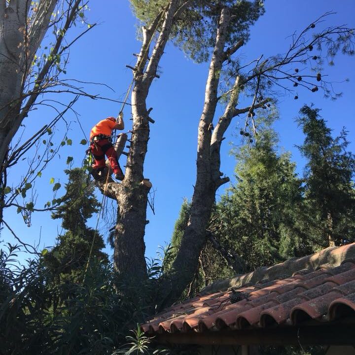 TALA ARBOLES PELIGROSOS ZARAGOZA TALA ARBOLES PELIGROSOS ZARAGOZA