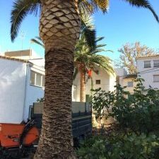 TALA Y LIMPIEZA DE PALMERAS EN ZARAGOZA