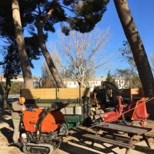 ARBOLES CON RAMAS PRINCIPALES PARTIDAS Y EN MALA SITUACION EN ZARAGOZA