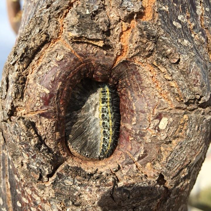 25299343_1807328325975810_7751039489333106051_n (1)