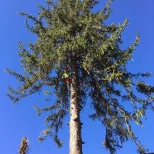 Tala de abeto en Zaragoza Tala de abeto en Zaragoza