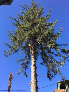 Tala de abeto en Zaragoza