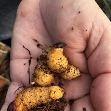 25353669_1809664225742220_4195311746866086977_n-225×300