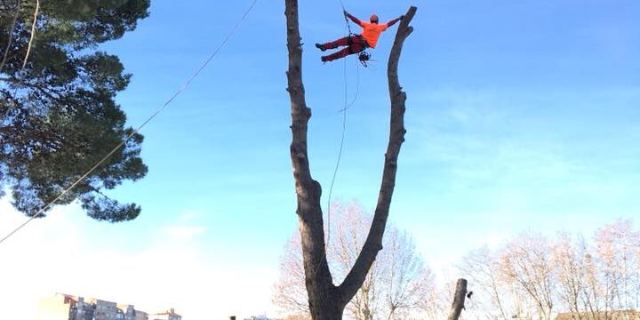 PINOS HALEPENSIS INCLINADOS Y PELIGROSOS EN ZARAGOZA