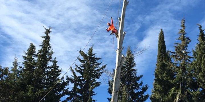 TALA Y APEO CONTROLADO DE CHOPO BOLEANA EN ZARAGOZA