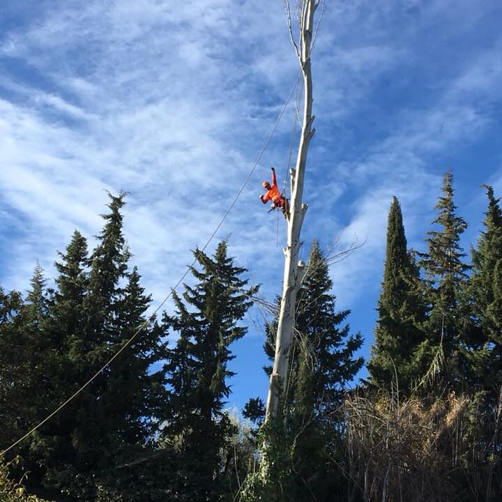 TALA Y APEO CONTROLADO DE CHOPO BOLEANA EN ZARAGOZA
