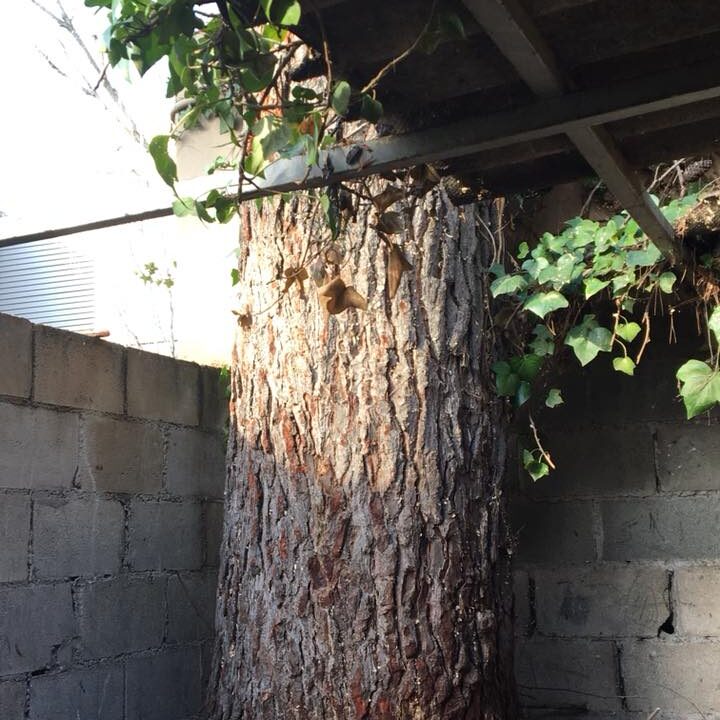 27067436_1866774260031216_7066546616520963756_n