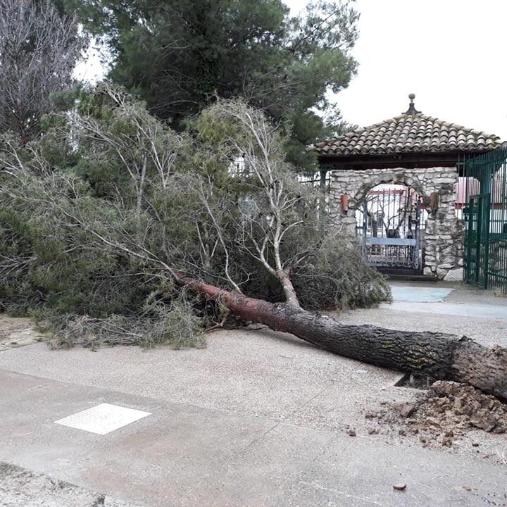 PINO PELIGROSO ZARAGOZA