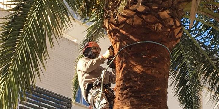 PODA PALMERAS ZARAGOZA
