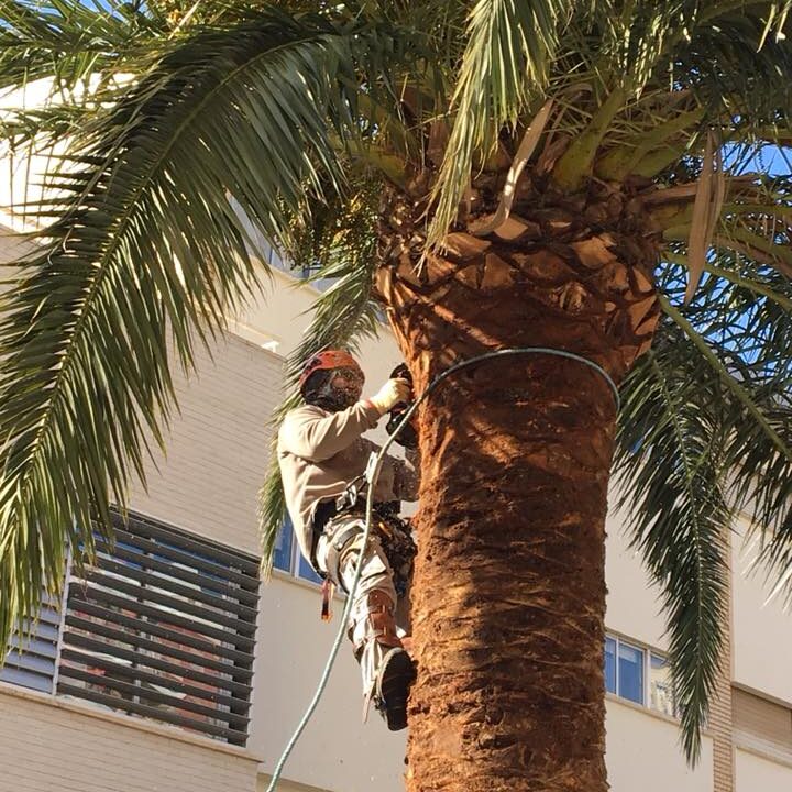 PODA PALMERAS ZARAGOZA