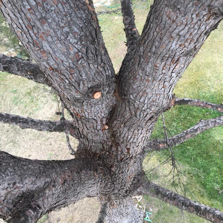 TALA CHOPOS POR PELIGRAR VIVIENDA