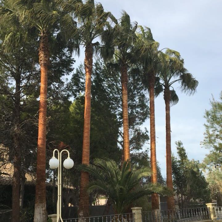 LIMPIEZA DE WASHINGTONIAS EN ZARAGOZA