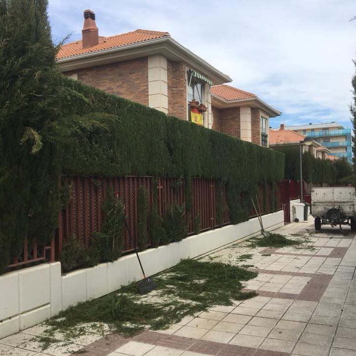 PODA DE FORMACION DE SETOS