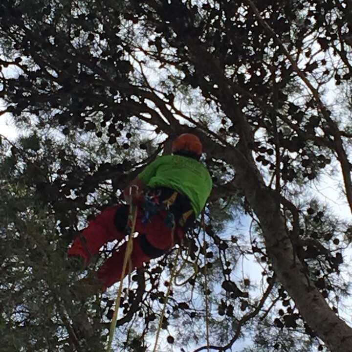 LIMPIEZA DE PINOS PROTEGIDOS